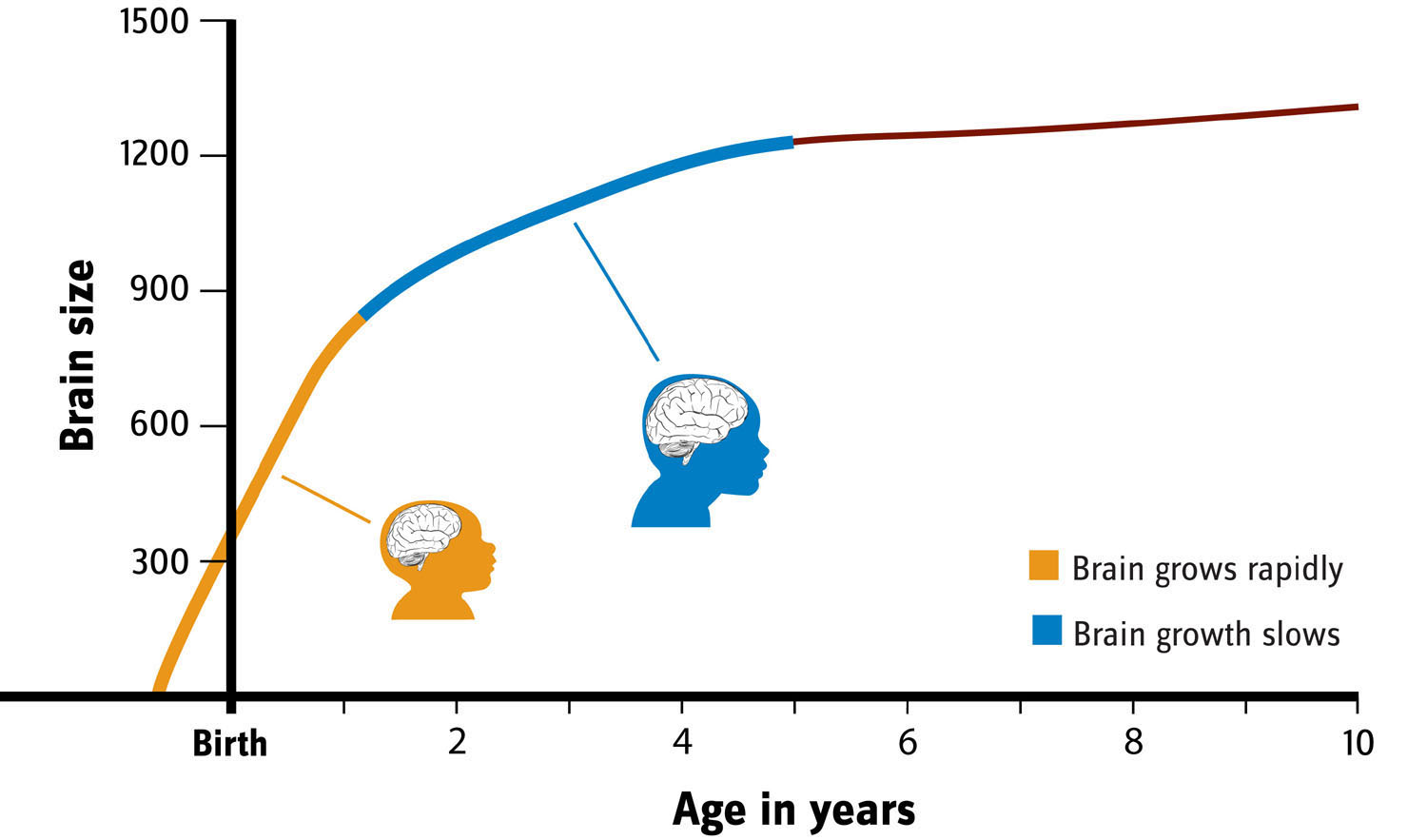 Brain Growth Chart